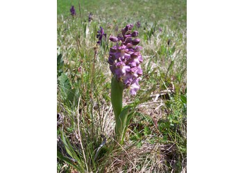 Kleines Knabenkraut (Anacamptis morio) - © Philipp Sengl